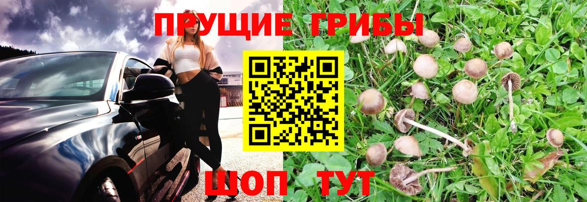 Дальнегорск  Галлюциногенные грибы Magic Shrooms  Вход с VPN  Псилоцибиновые грибы мицелий 